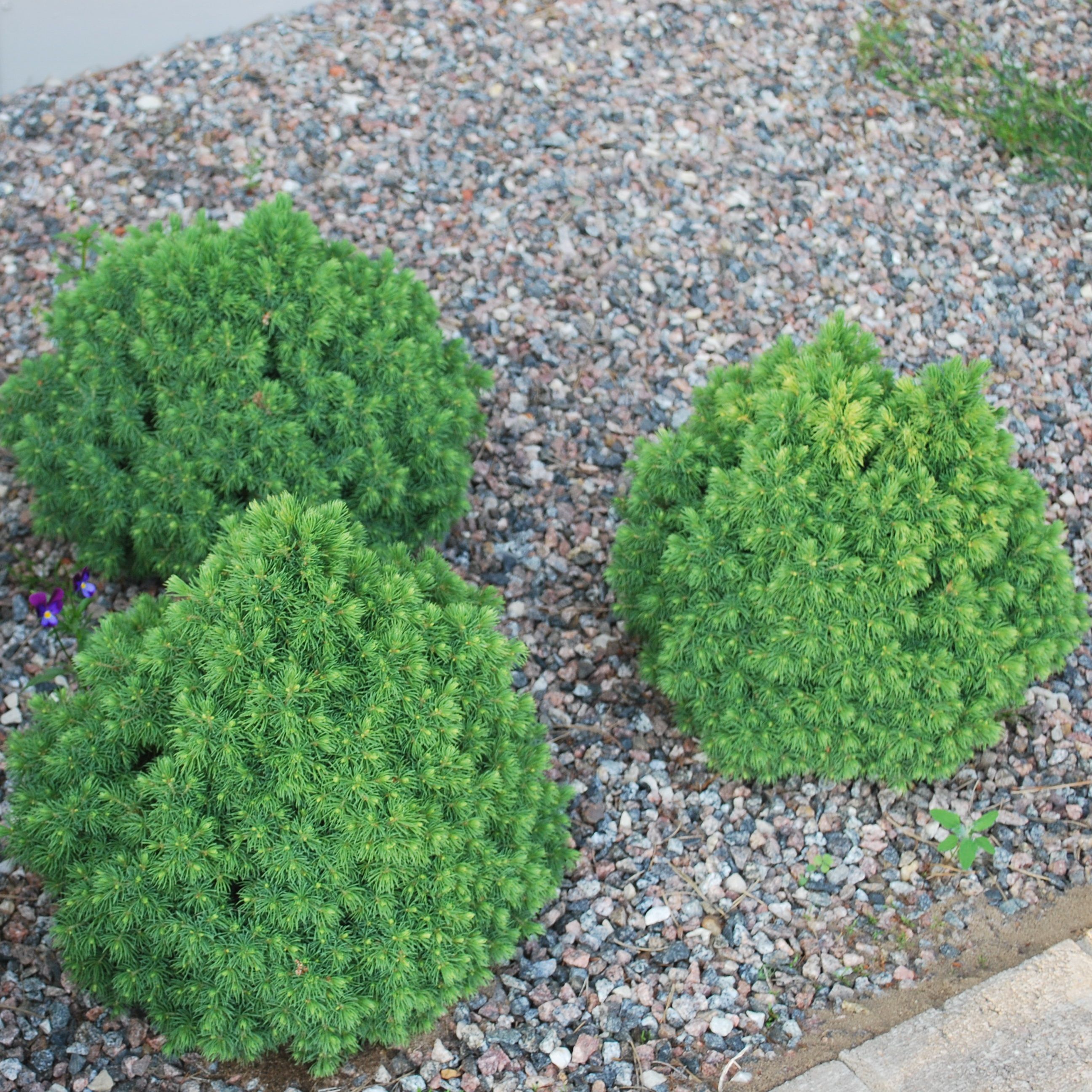 Ель канадская Альберта Глоб H20-25 см