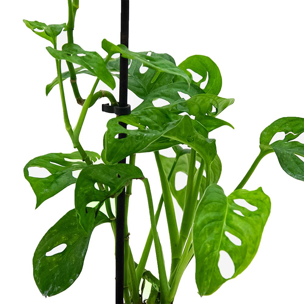 Монстера Манки Мэск d12 см