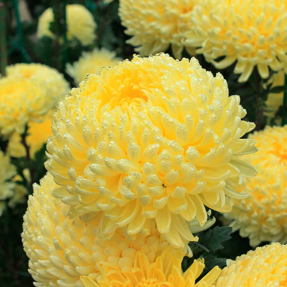 Астра пионовидная Желтая башня ц/п, 0,3гр