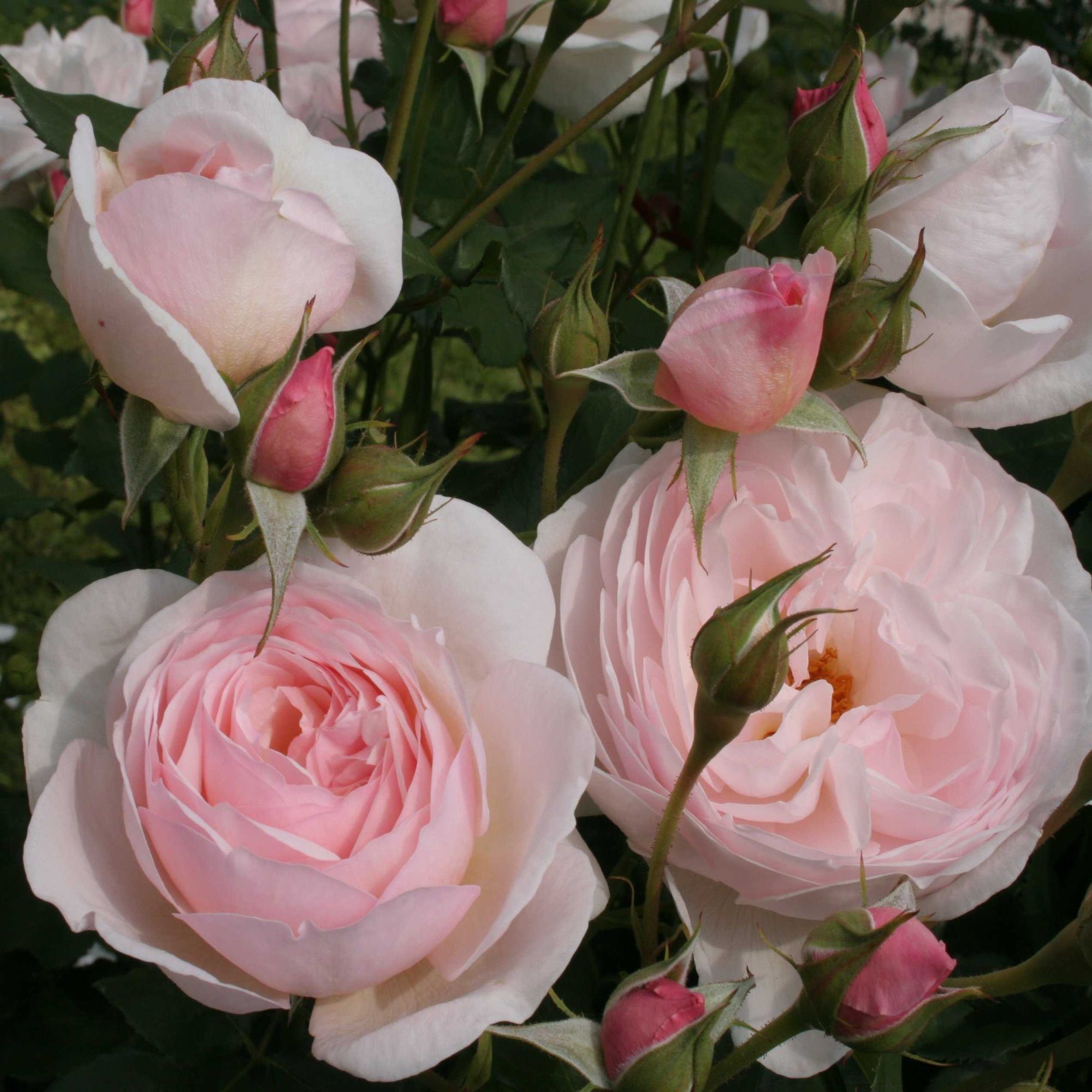 Роза спрей Чарминг Бабблс V5 Lav