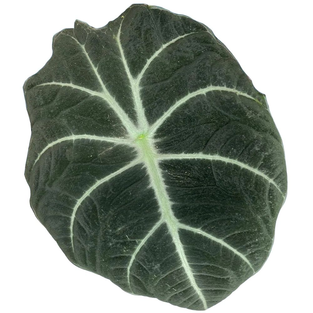 Алоказия Блек Вельвет d15 см