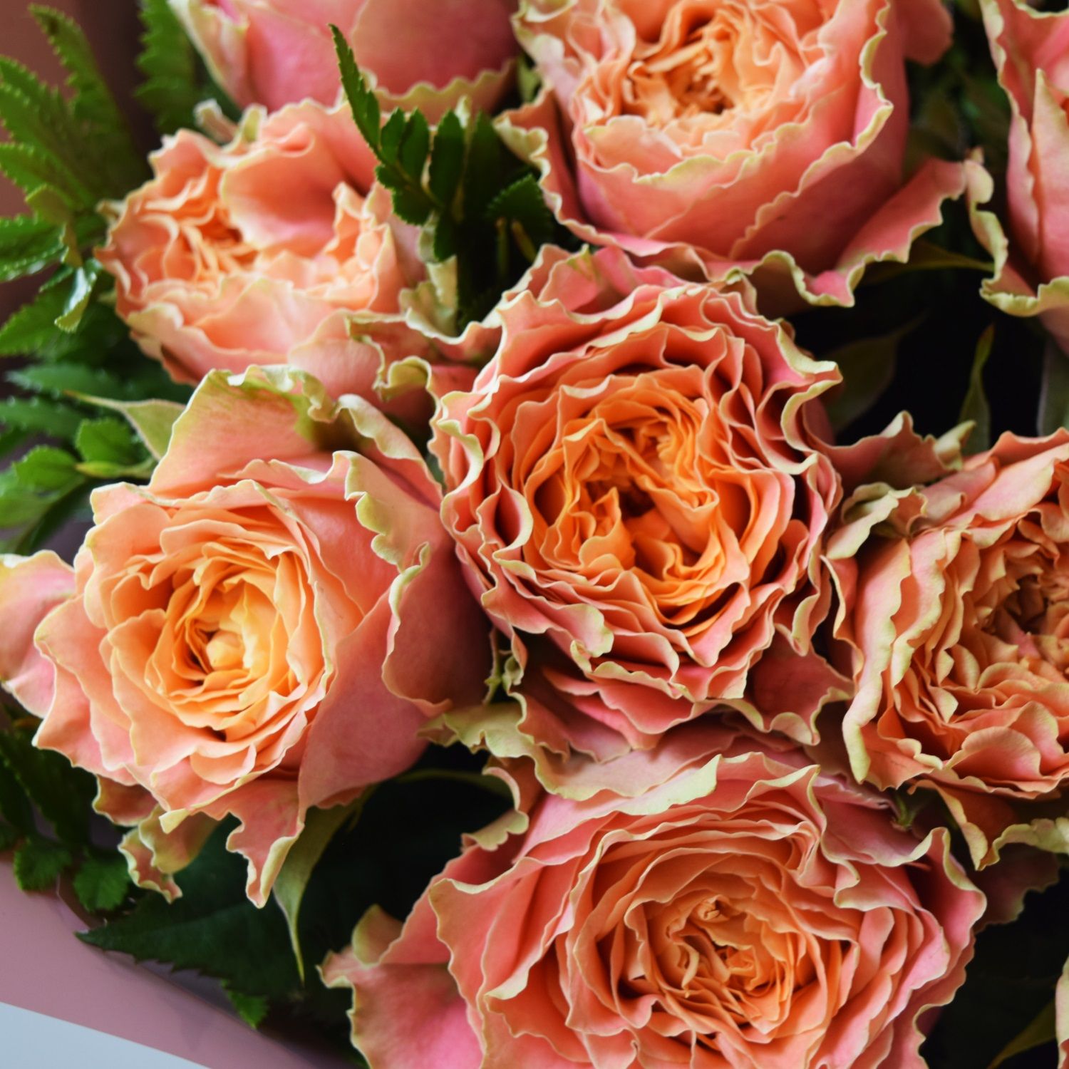 Роза чайно-гибридная Кантри Спирит Лейс С7/С10