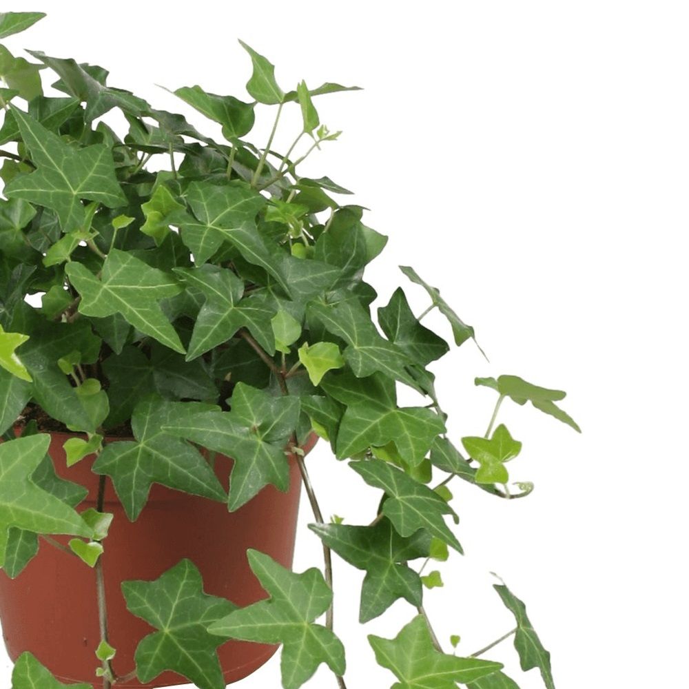 Хедера d15 см