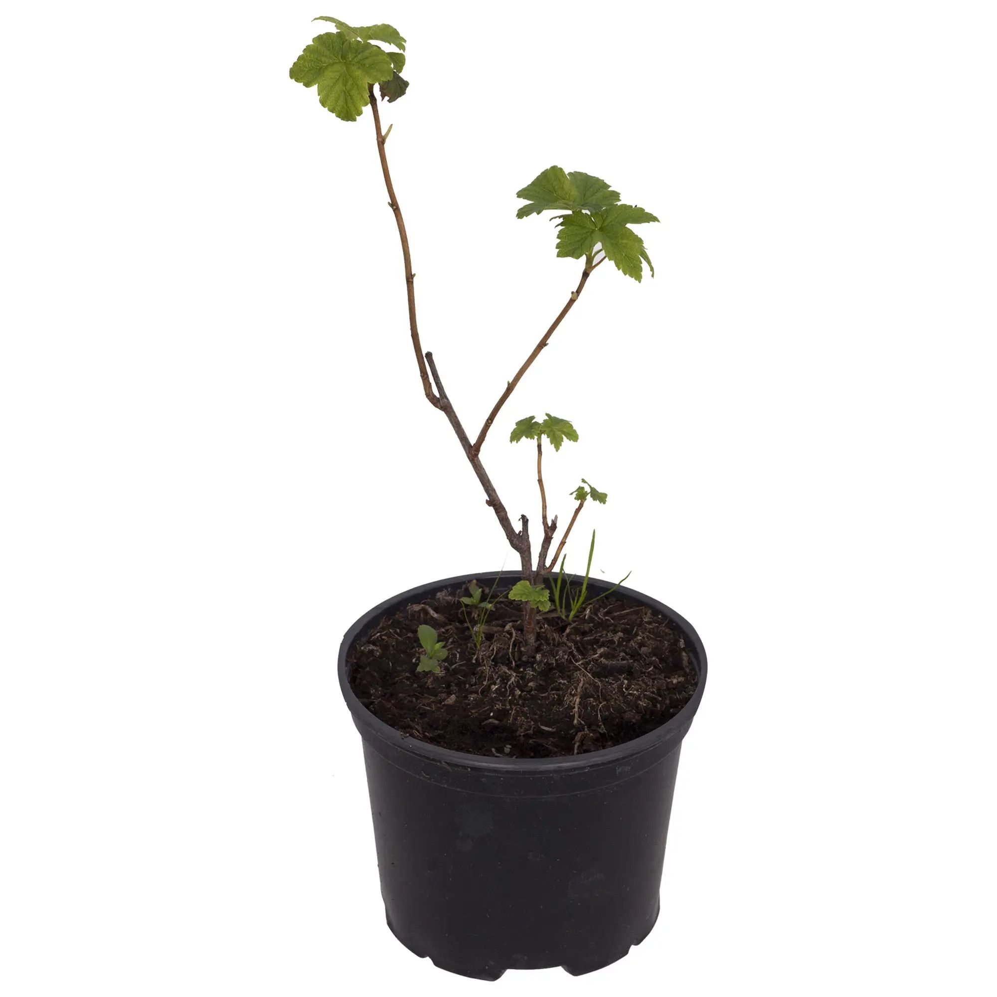 Смородина черная V2