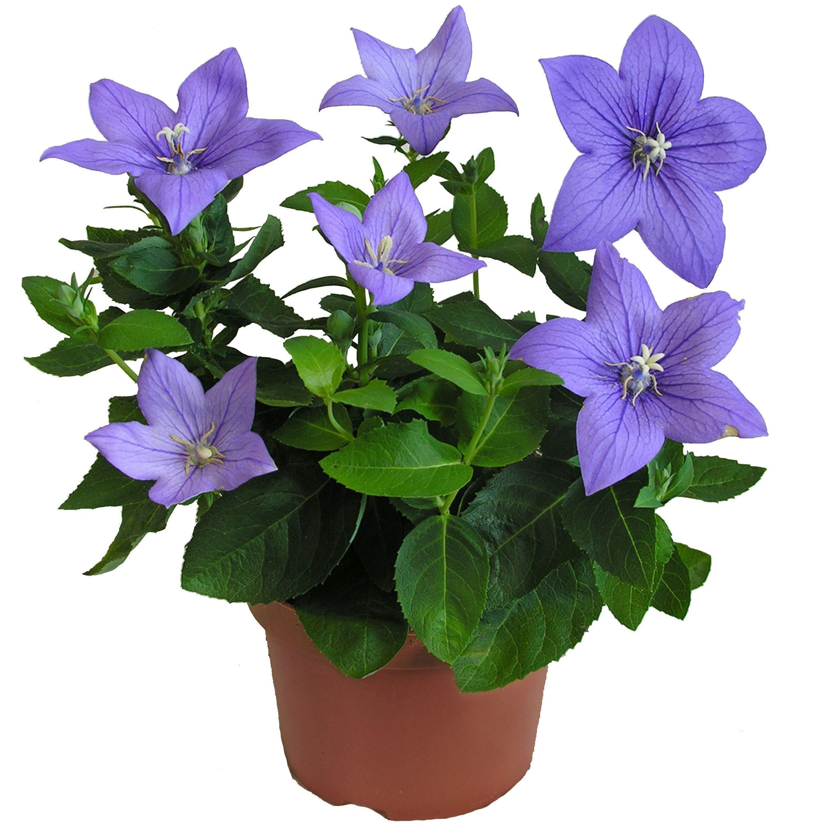 Платикодон 0,5-1 л