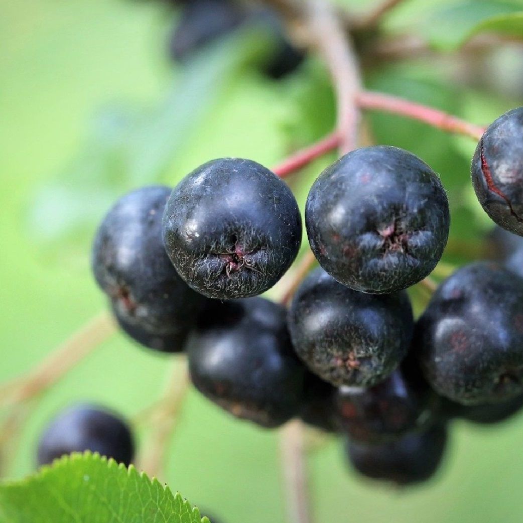 Арония черноплодная Галичанка ц/к