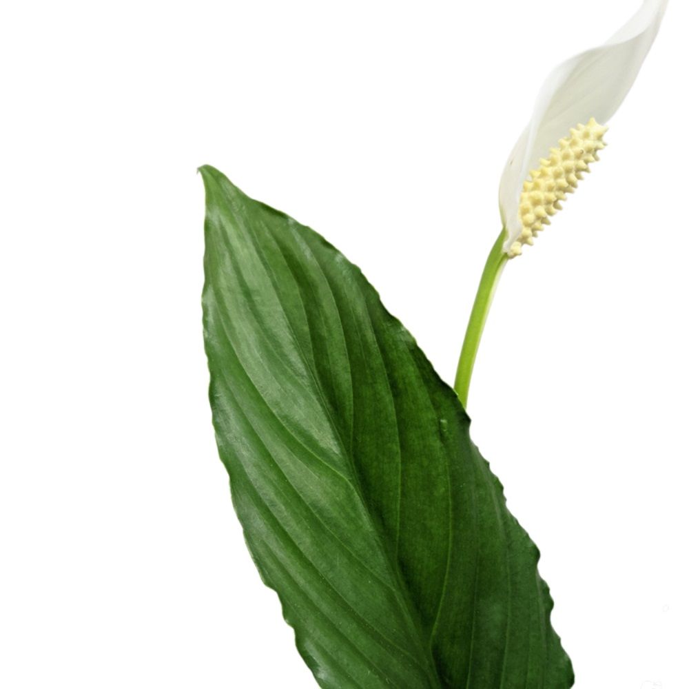 Спатифиллум Свит Чико d13 см