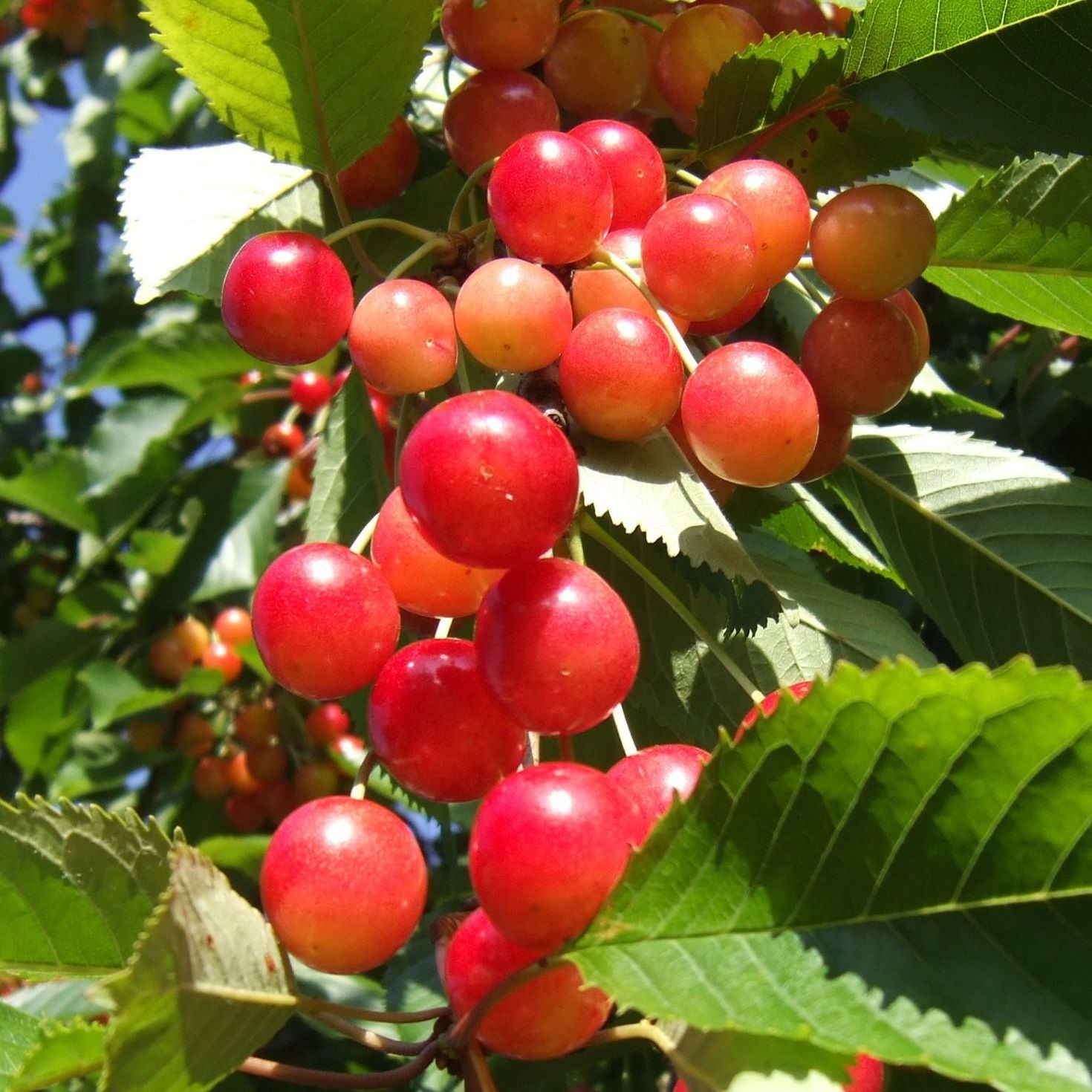 Черешня Брянская розовая ЗКС