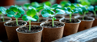 Горшки для рассады