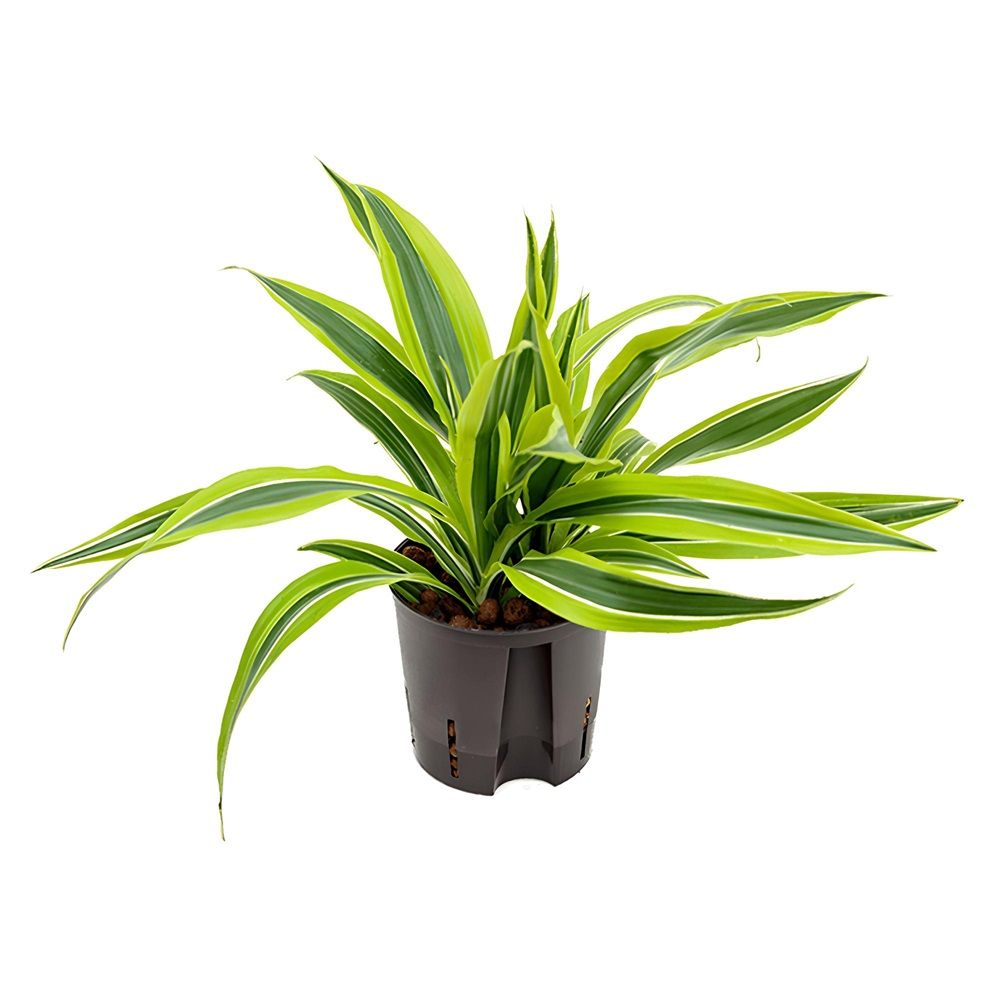 Драцена Фрагранс Лемон Лайм d7 см