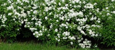 Семена кустарников