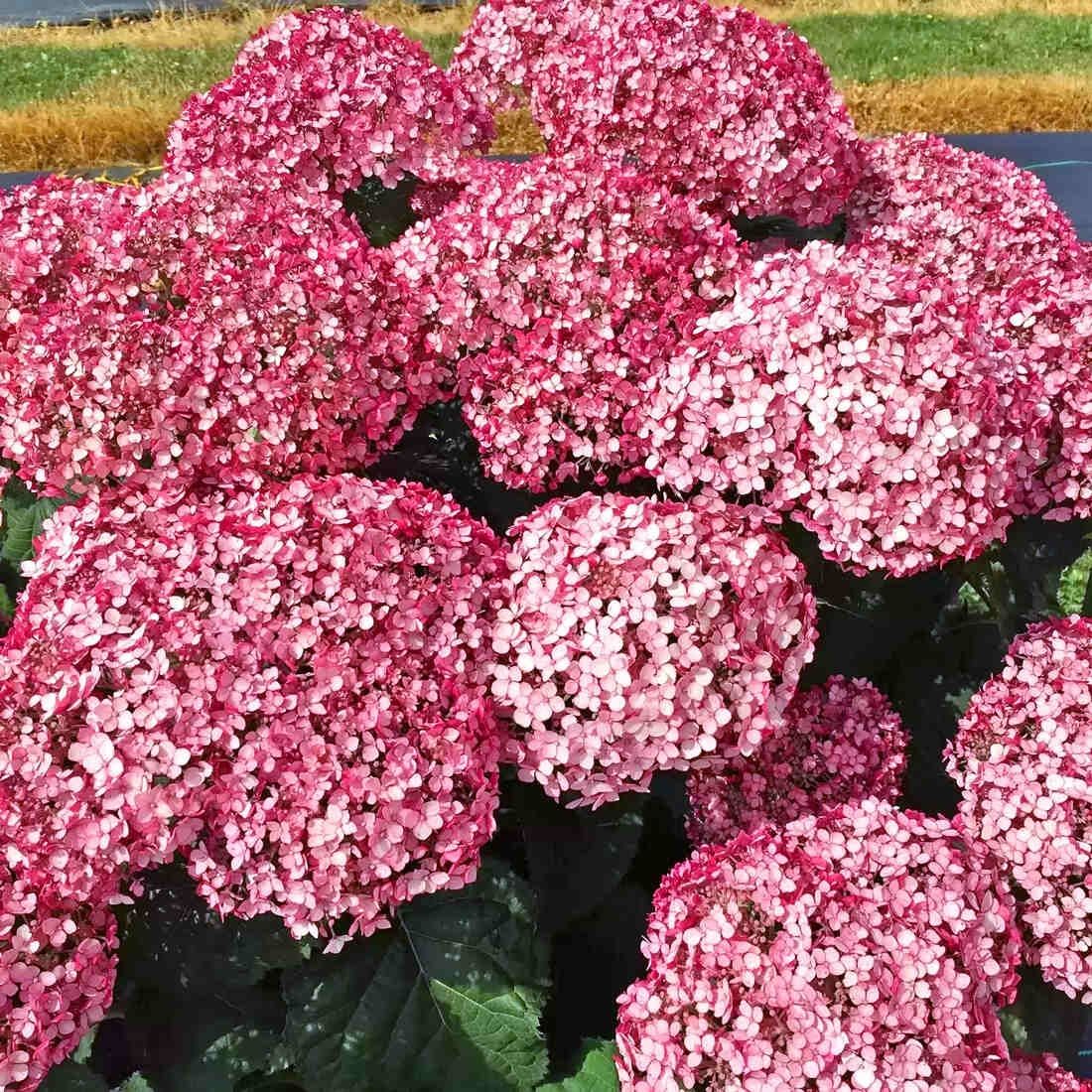 Гортензия древовидная Свит Аннабель Р9