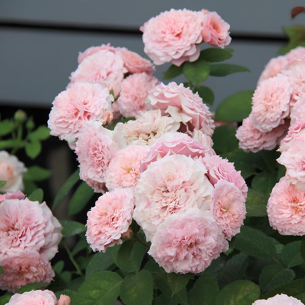 Роза парковая Уильям Кристи V5 Lav Lav