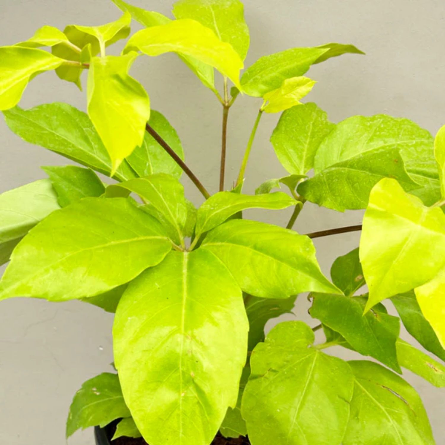 Шеффлера d15 см