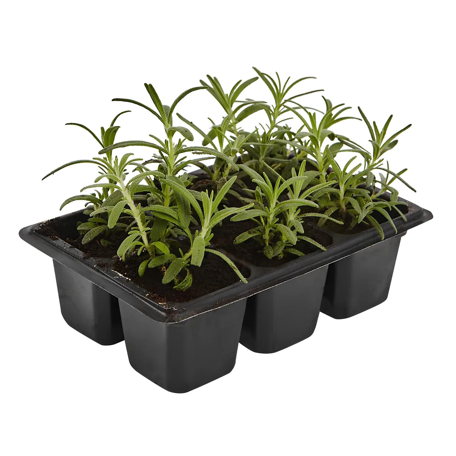 Рассада Розмарин (6 шт)