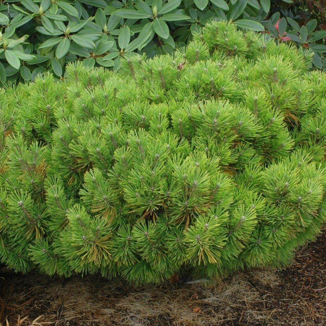 Сосна густоцветковая Джейн Клуис V2