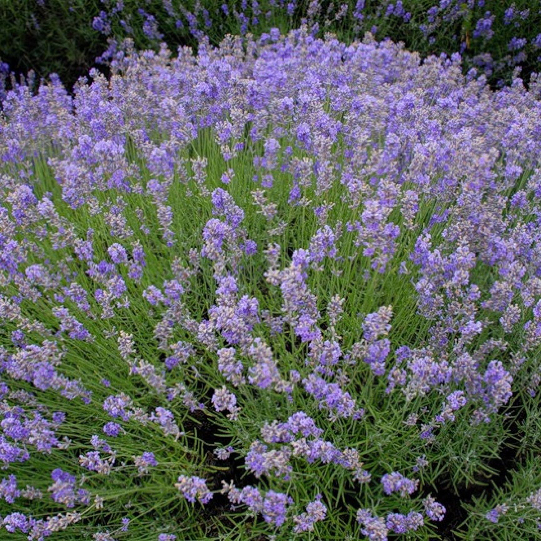 Лаванда d11 см h20 см