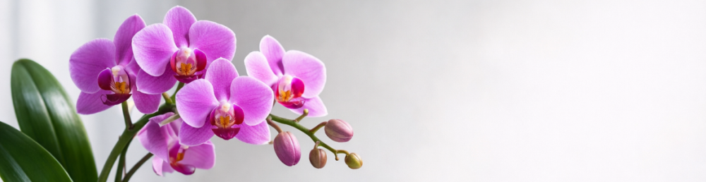 Удобрение для орхидей в домашних условиях: практический гид по подбору и питанию