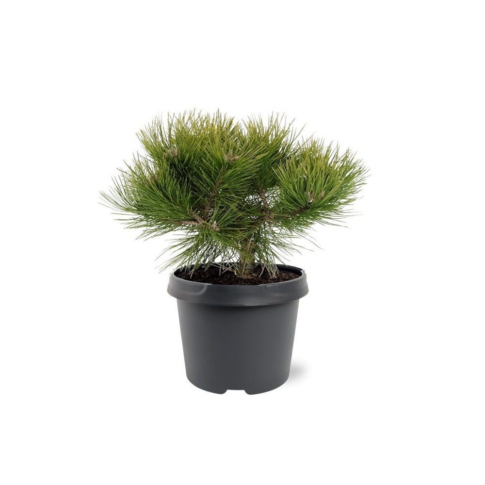 Сосна густоцветковая Джейн Клуис V2