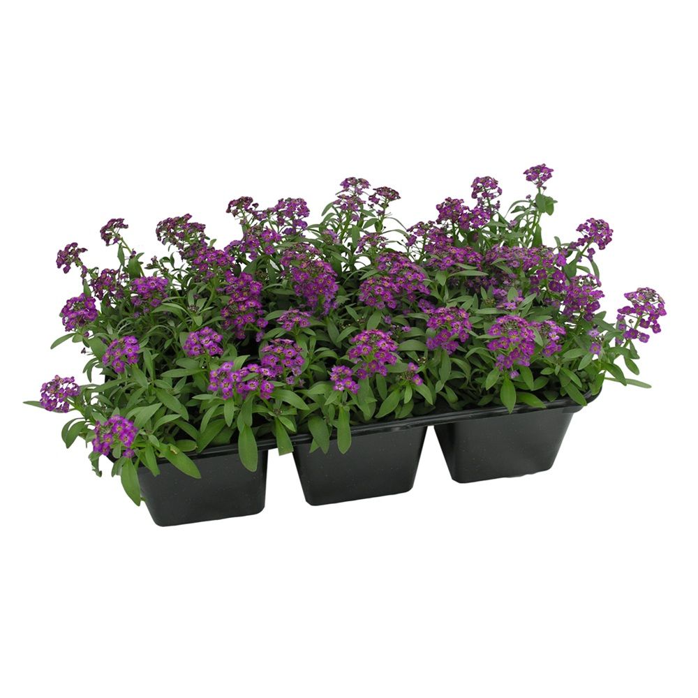 Алиссум в кассете / 6 шт