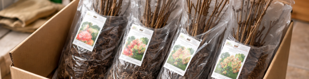 передержка саженцев в прохладном месте дома: саженцы стоят в коробке, корни в слегка влажном субстрате, рядом термометр