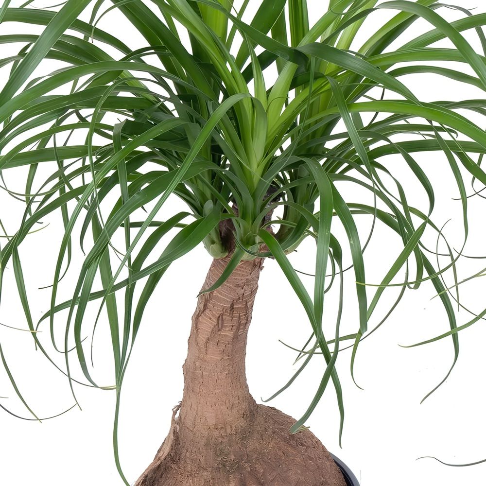 Нолина штамбовая d15 см