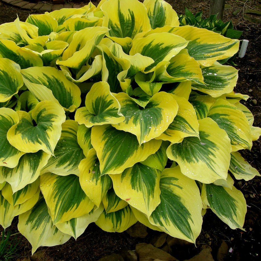 Хоста Элитные сорта С2