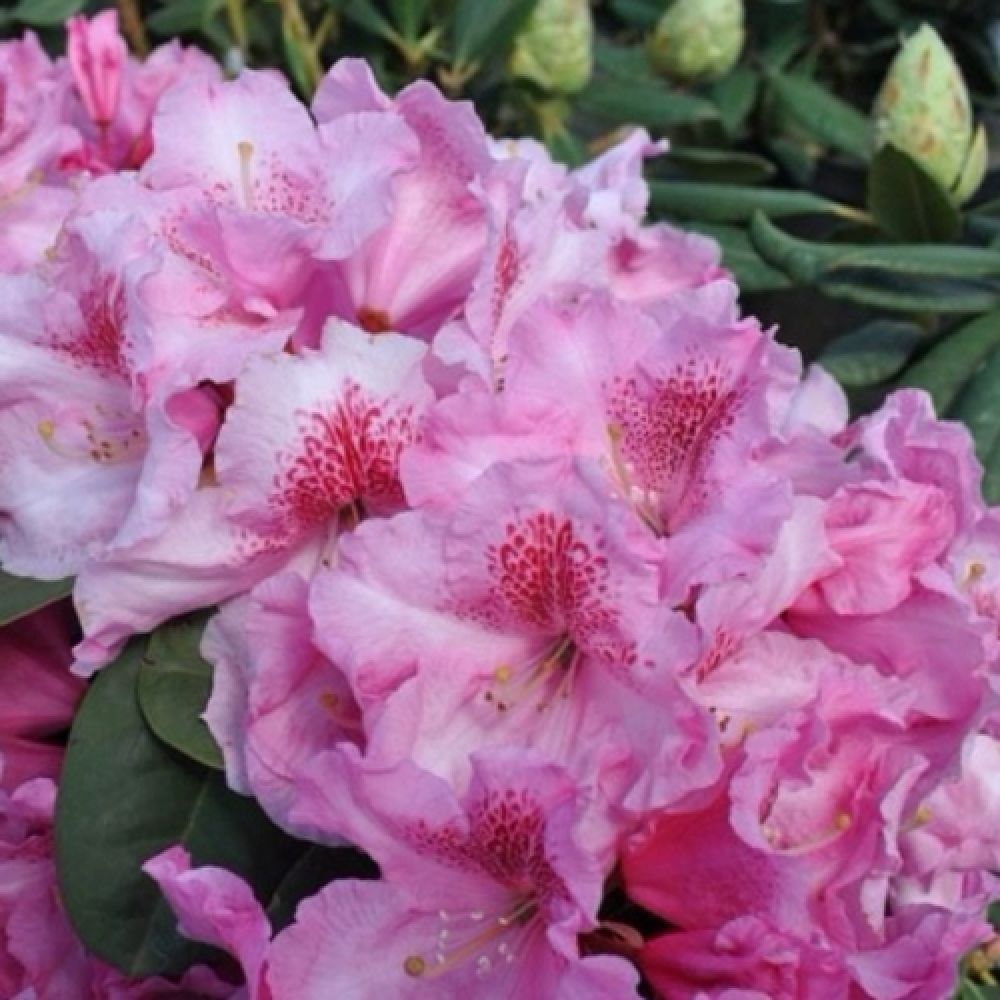 Рододендрон уильямса Клаудиус V5