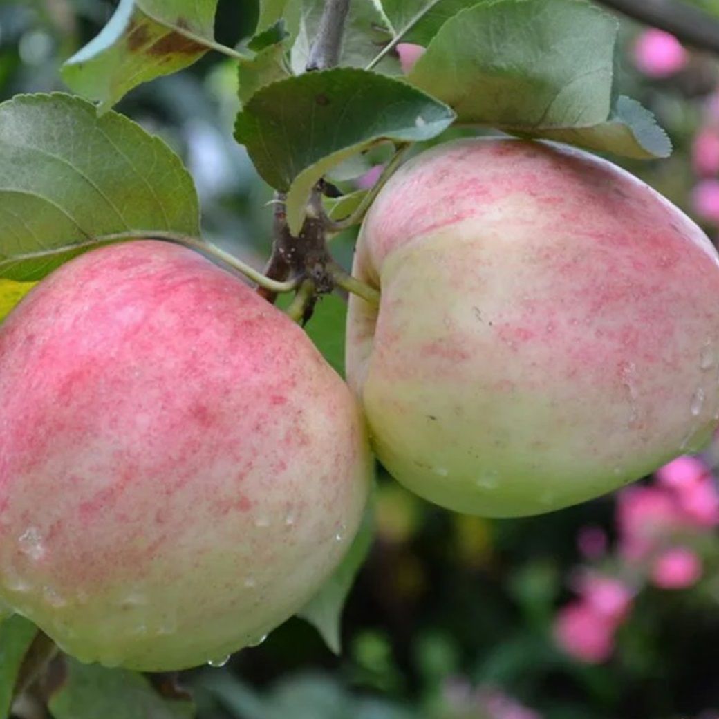 Яблоня полукарлик осенняя Курнаковское ЗКС