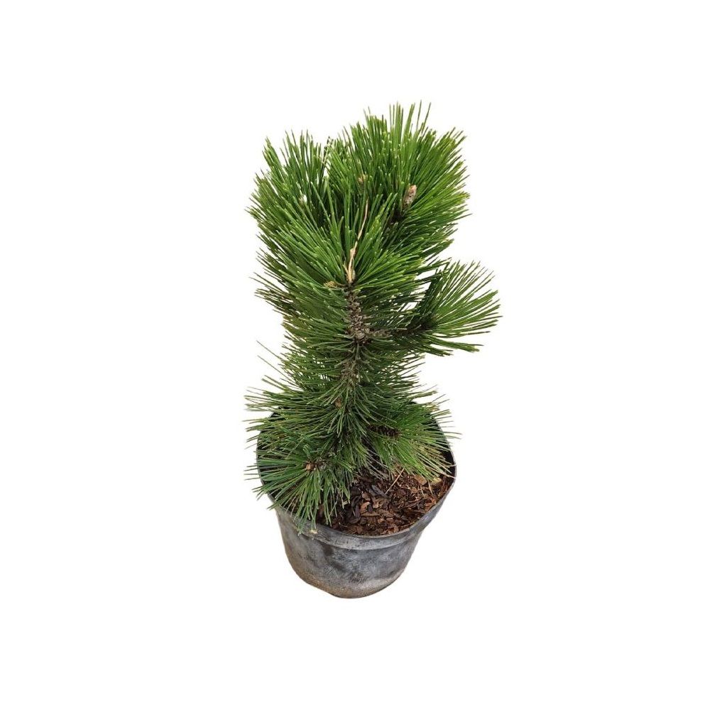 Сосна гельдрейха Линденхоф V2