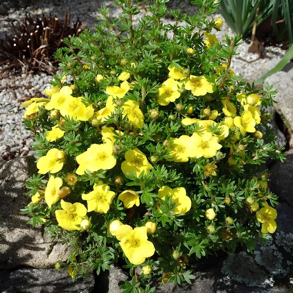 Лапчатка кустарниковая Кобольд V2