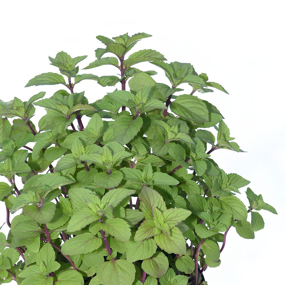 Мята микс d9 cм