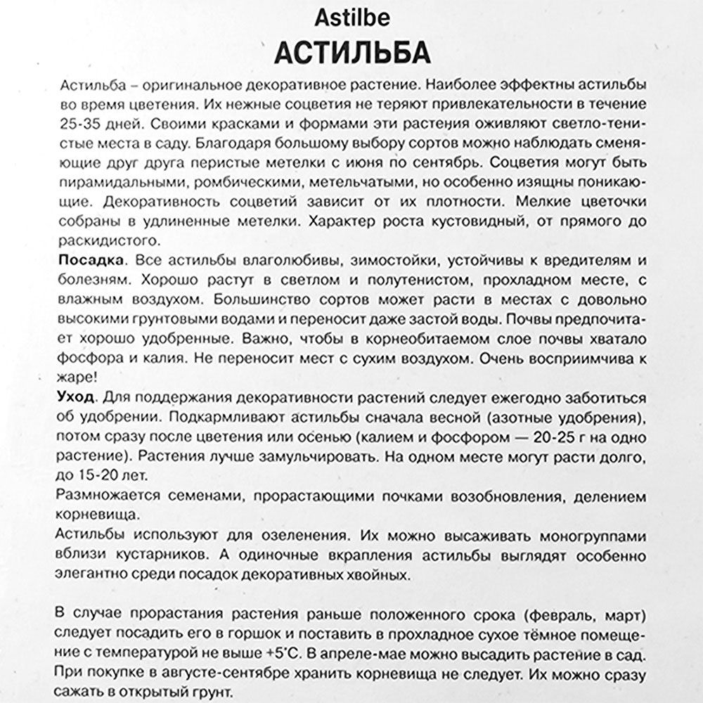 Астильба Арендса Аметист/К