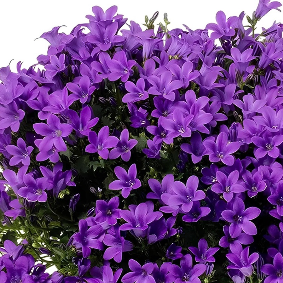 Кампанула Амбелла парпл d12 см