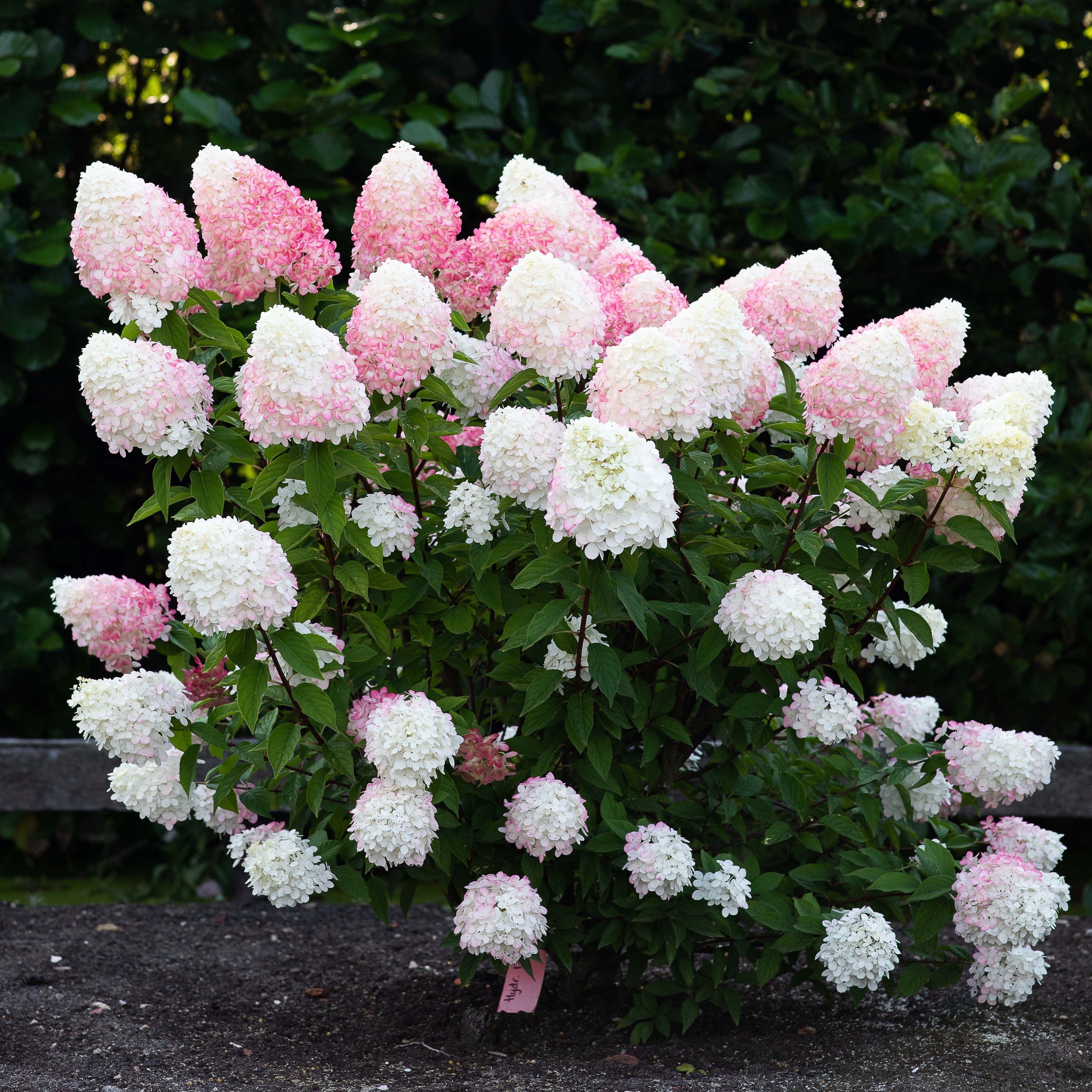 Гортензия метельчатая Пинк энд Роуз C2/C3