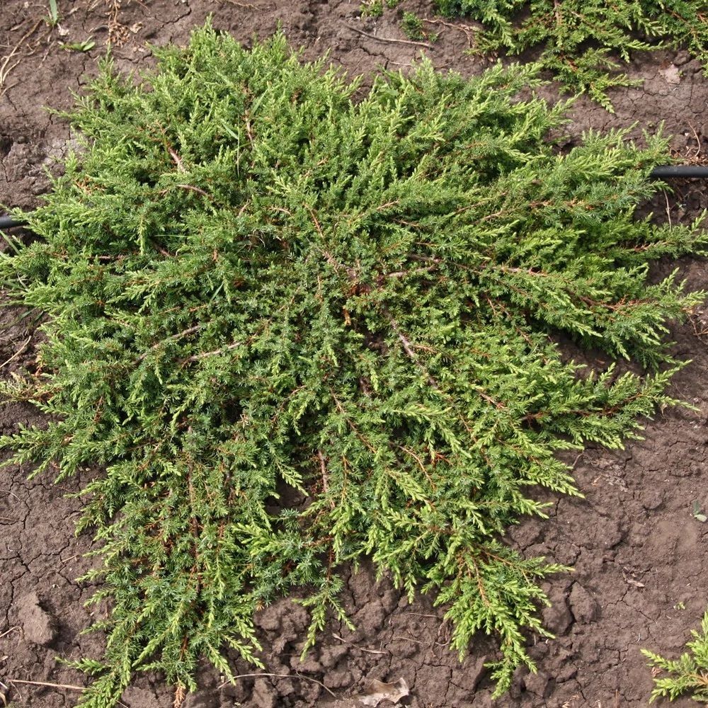 Можжевельник обыкновенный Репанда V1