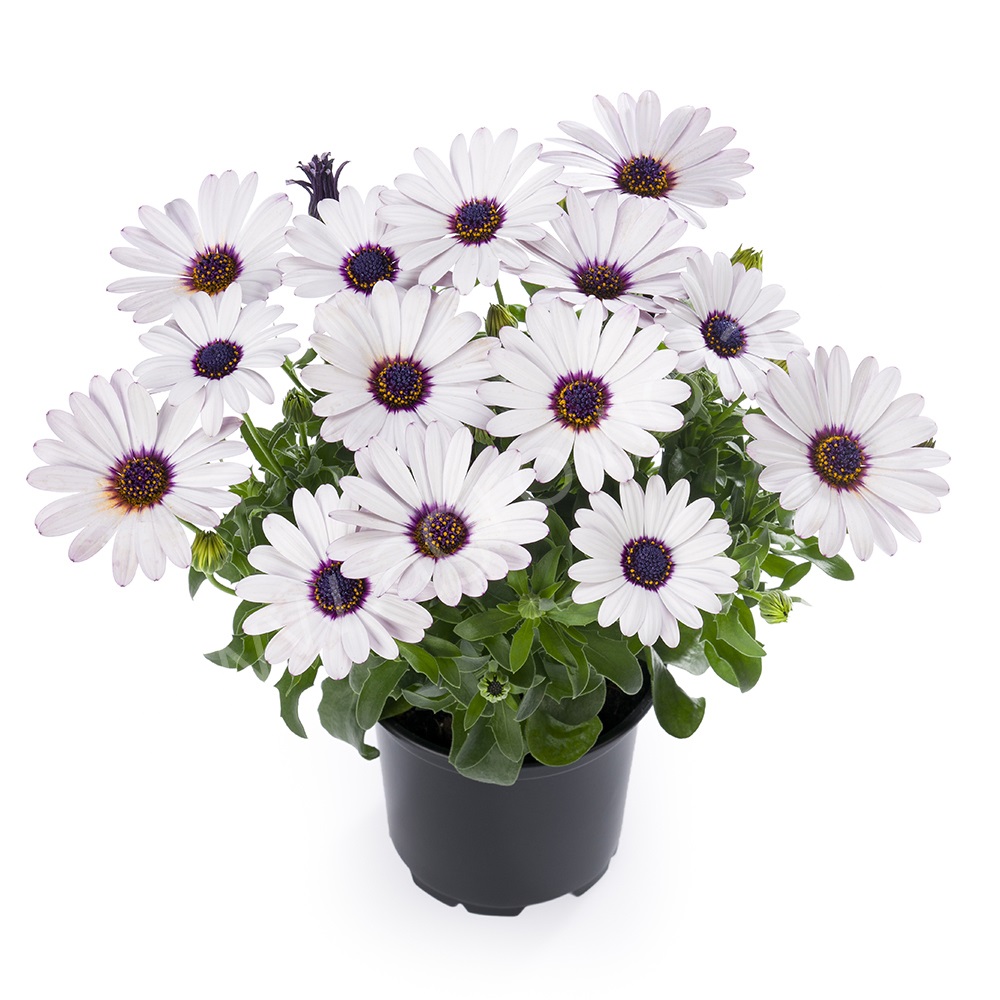 Рассада Остеоспермум микс d10 см