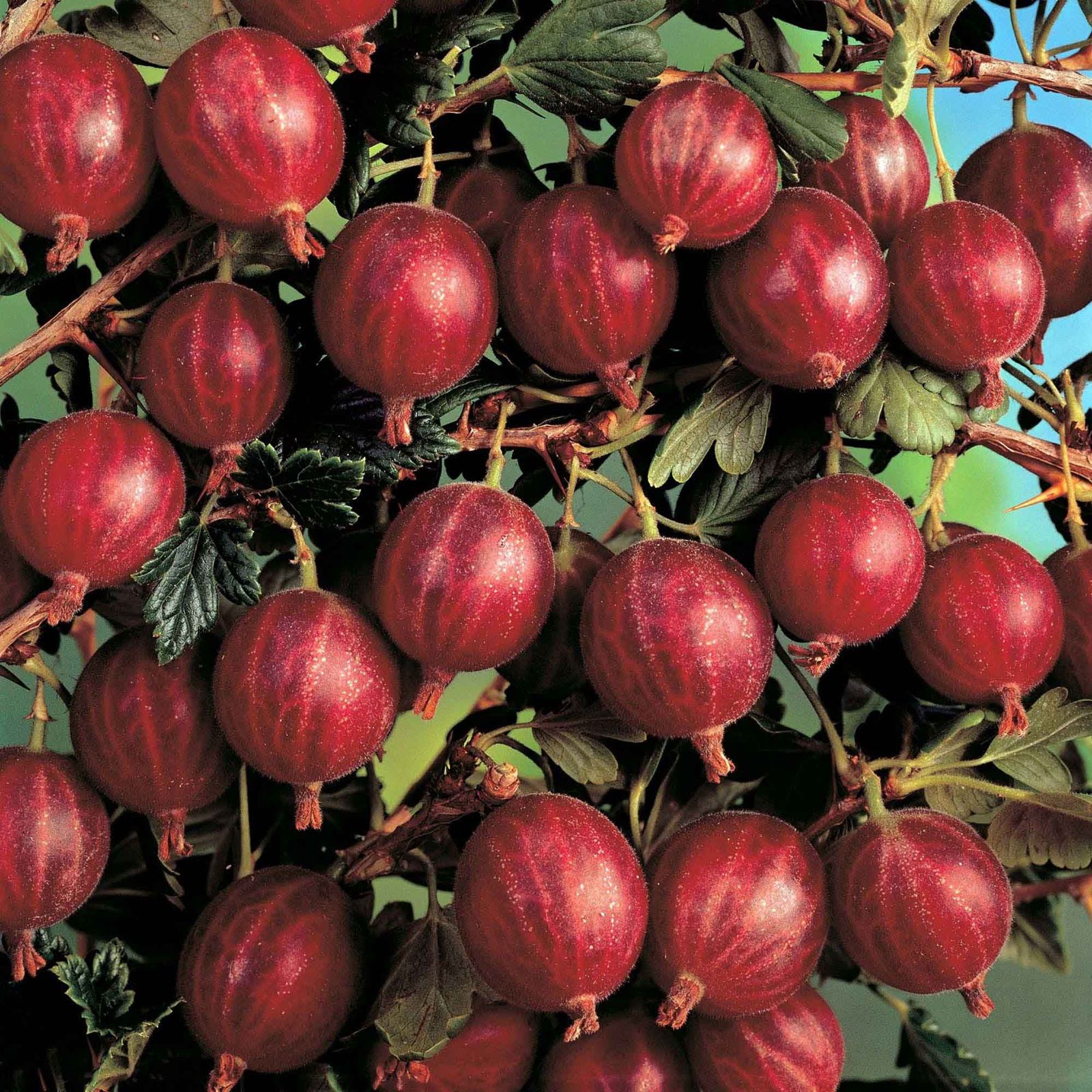 Крыжовник Белорусский красный ЗКС