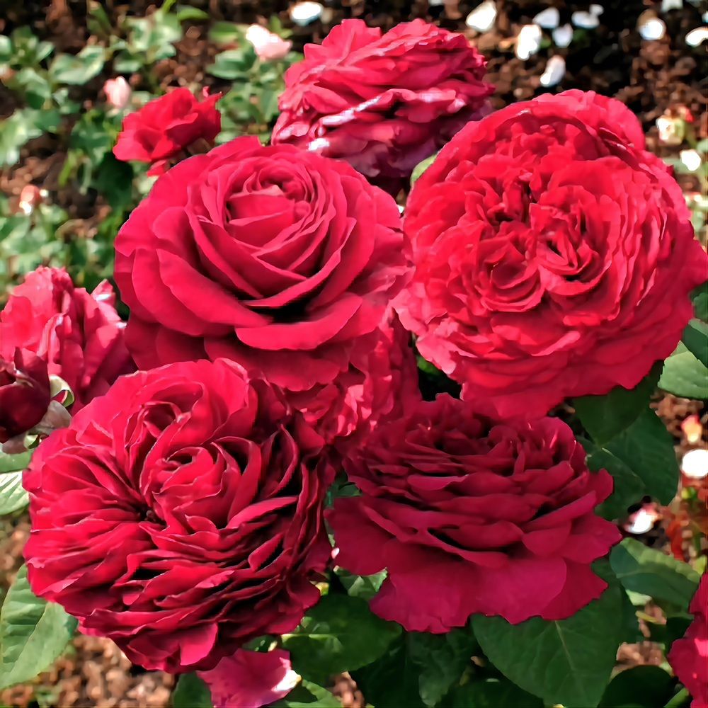 Роза чайно-гибридная Роза 4-х ветров V5 Lav