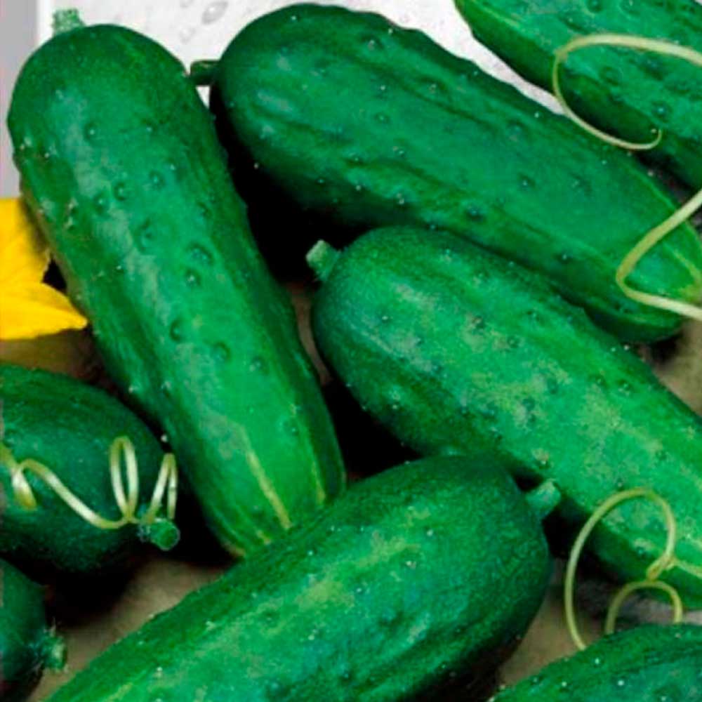 Огурец Закусочный (ЧБ) 15шт.