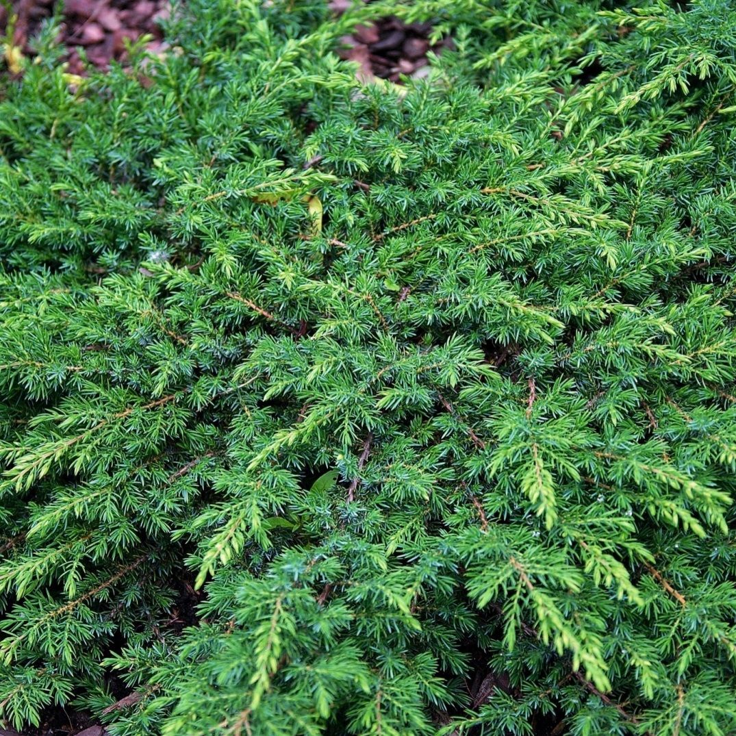 Можжевельник обыкновенный Репанда V1