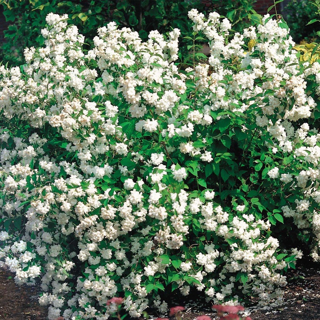 Чубушник венечный Шнеештурм P9