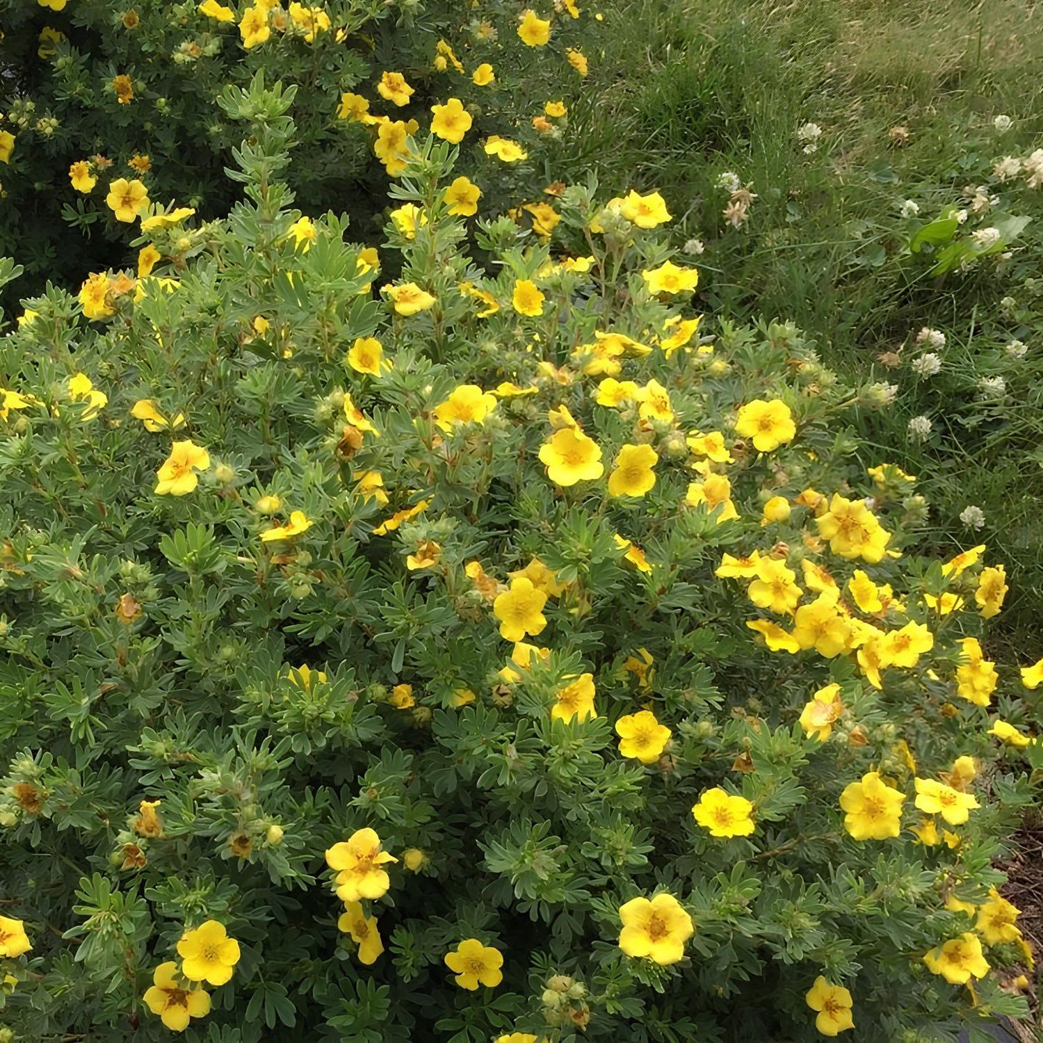 Лапчатка кустарниковая Элизабет V2