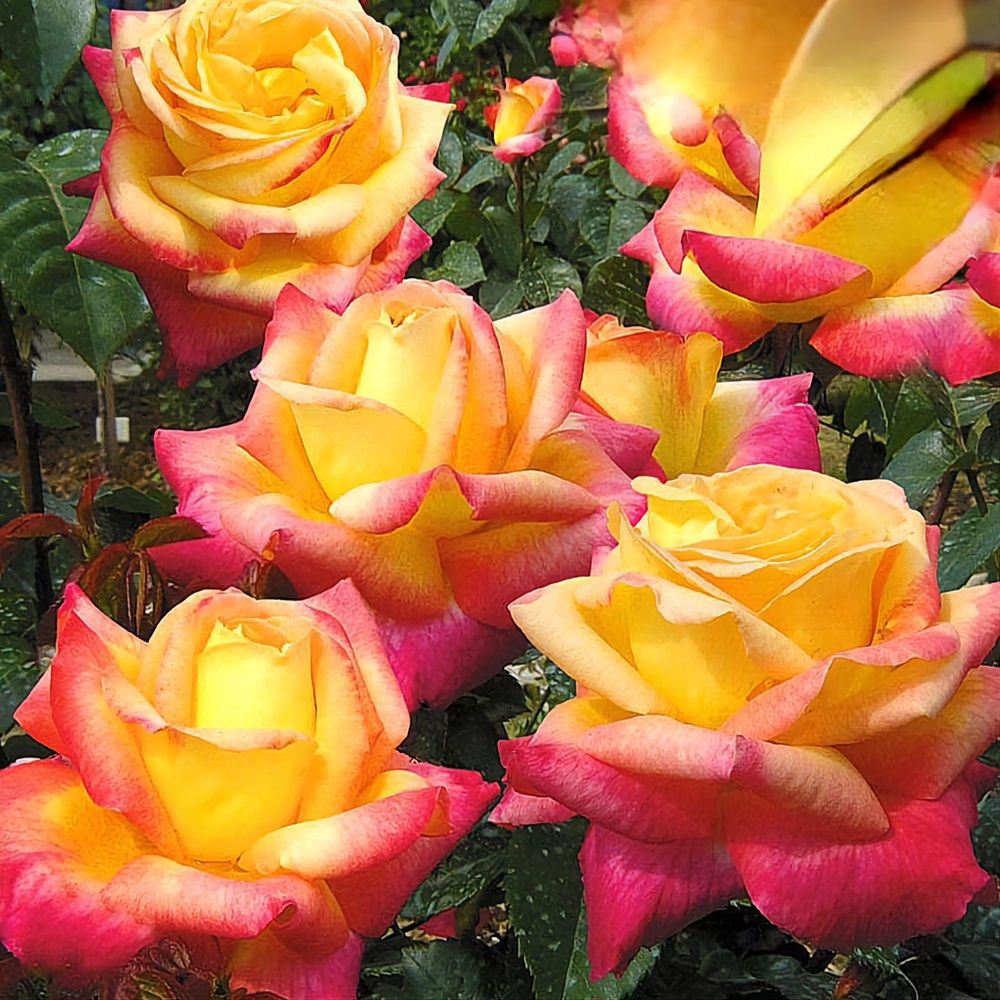 Роза чайно-гибридная Восточный экспресс V5 Lav