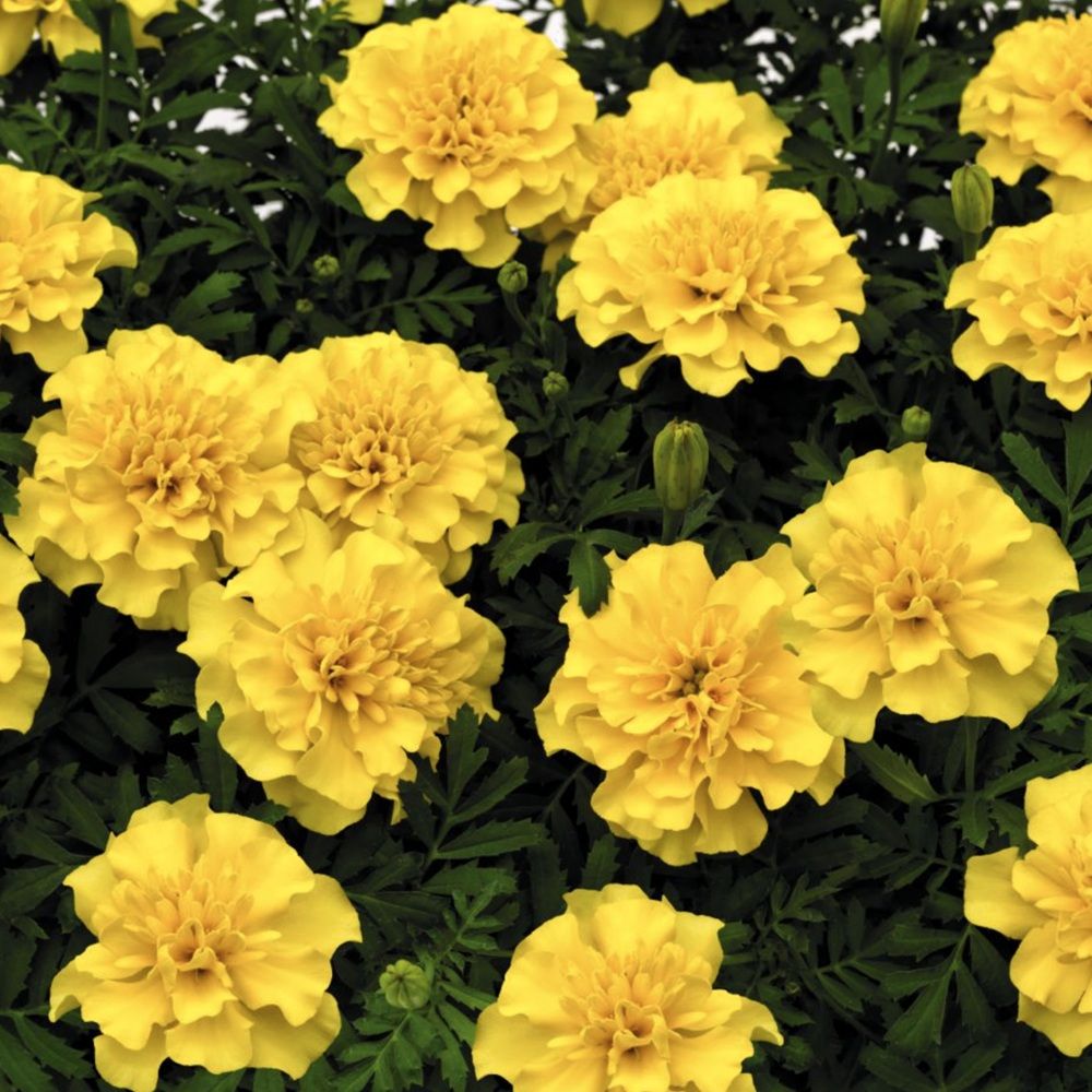 Рассада Бархатцы отклоненные желтые 6 шт