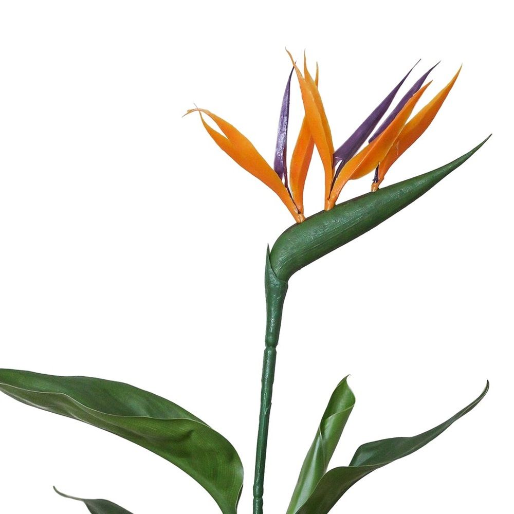 Стрелиция Регина d12 см