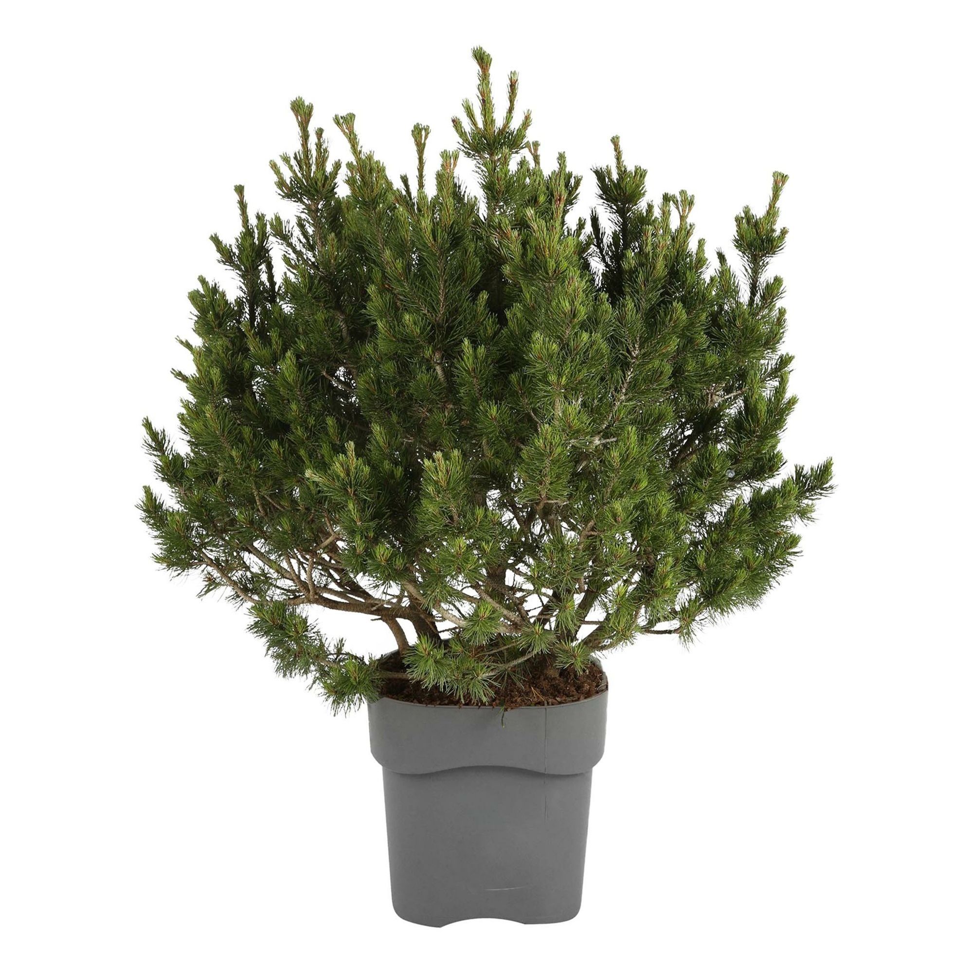 Сосна горная Мугус С5 30-40 см