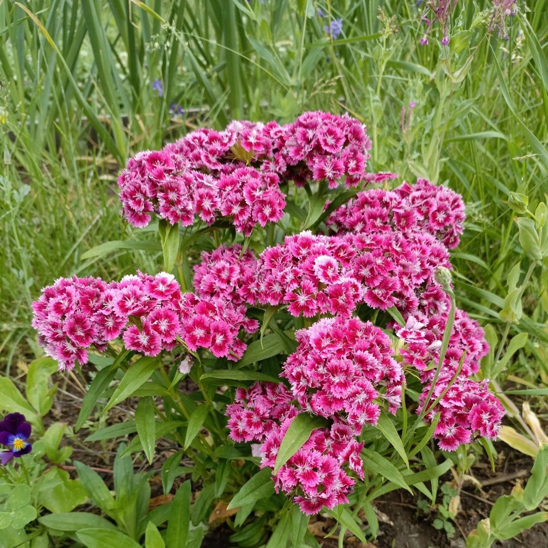 Гвоздика турецкая 0,5-1 л