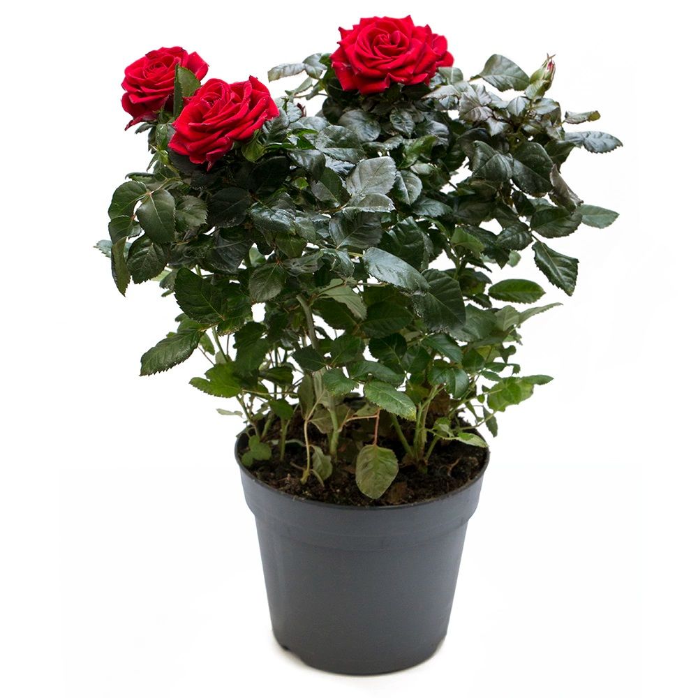 Роза садовая микс С3