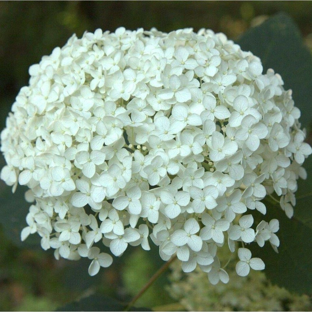 Гортензия древовидная АнабельV3